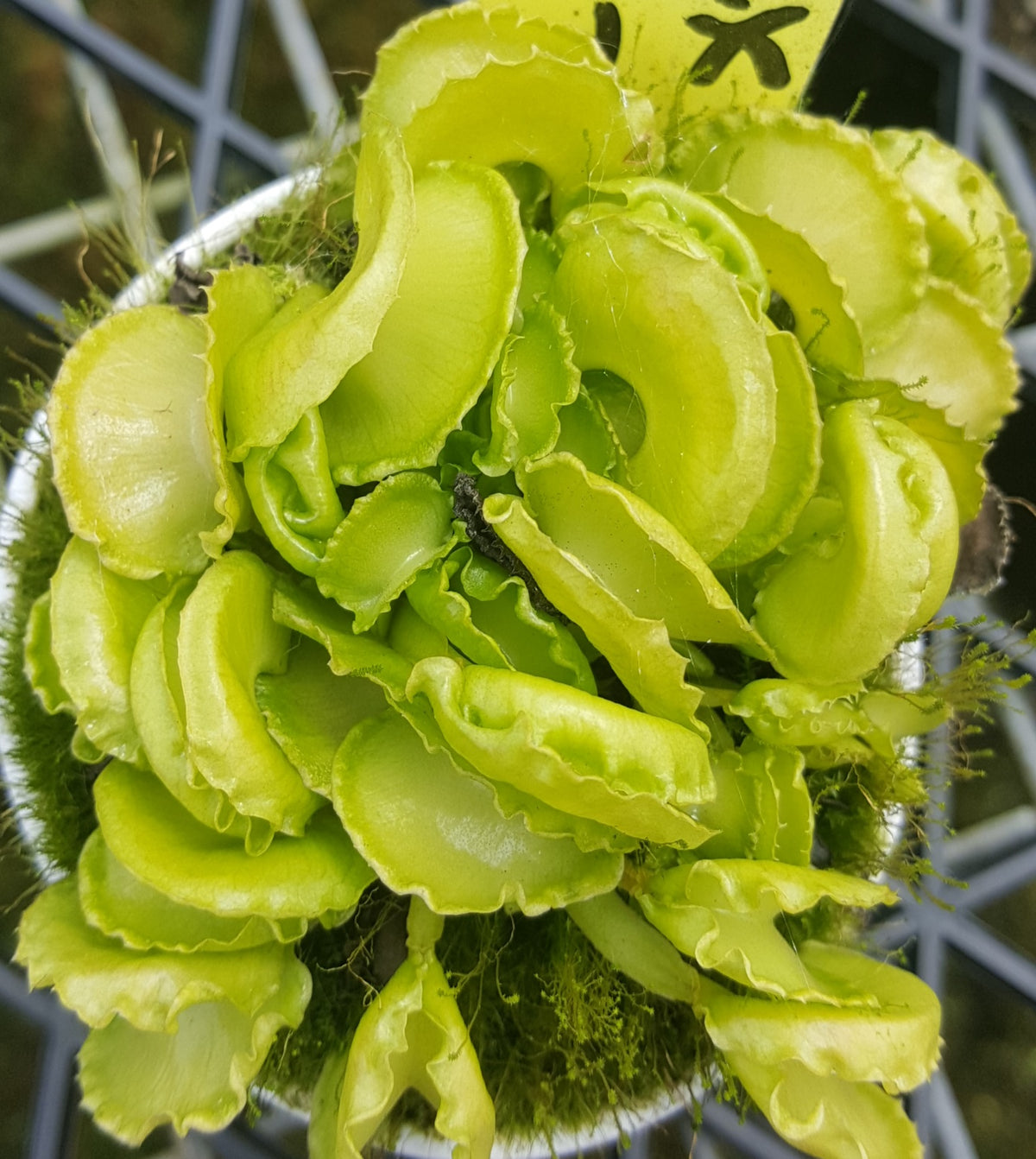 Close-up of green shell-shaped traps on Dionaea muscipula 'Shell Tooth' - Venus Fly Trap (Rare Clone)