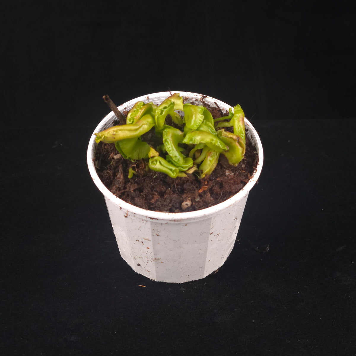 Dionaea muscipula 'Shell Tooth' - Venus Fly Trap (Rare Clone) growing in a white pot against a black background