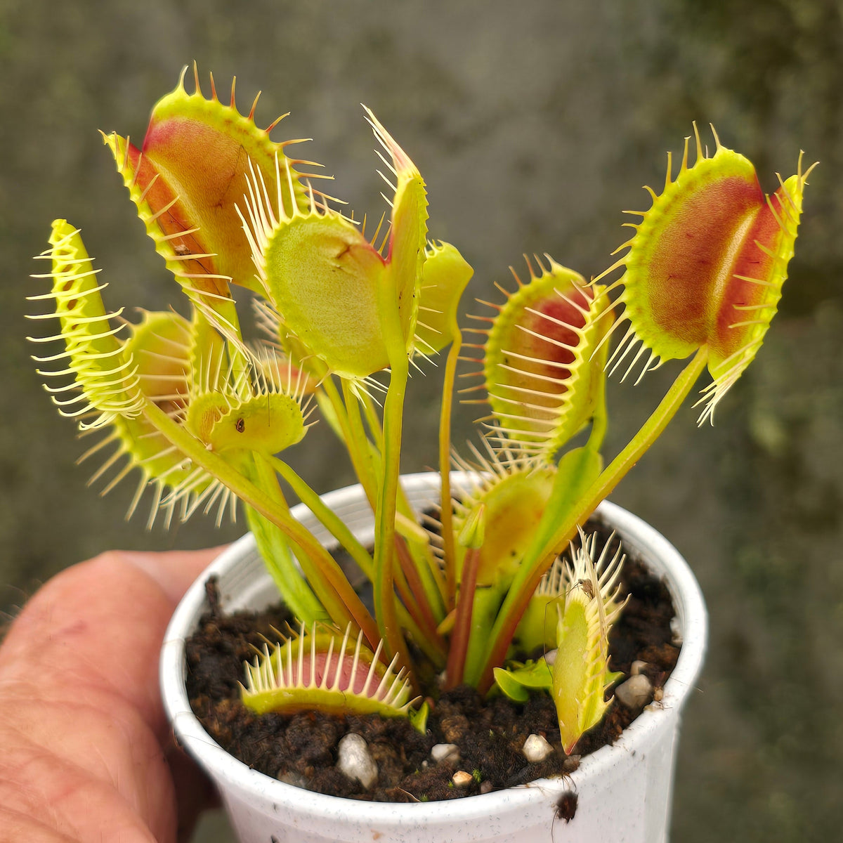 Dionaea muscipula 'Trichterfalle' Venus Flytrap growing in a pot