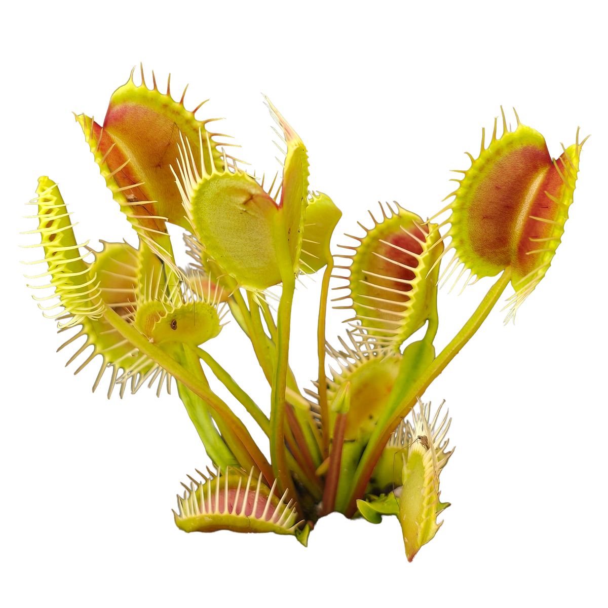 Dionaea muscipula 'Trichterfalle' Venus Flytrap with green and red traps