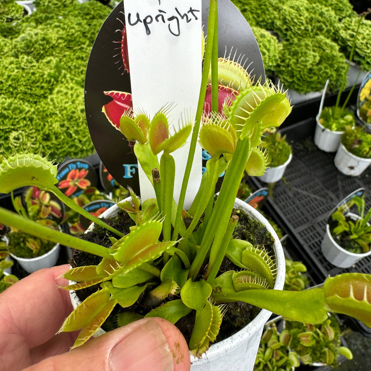 Dionaea muscipula ‘Upright’ Upright Venus Flytrap showing tall vertical leaves and traps