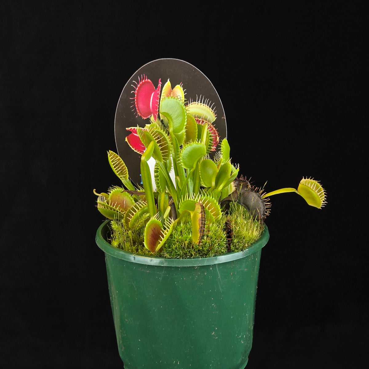 Dionaea muscipula ‘Upright’ Upright Venus Flytrap growing in a green pot