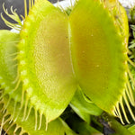 Close-up of a green trap on Dionaea muscipula ‘Winter Green’ Venus Fly Trap