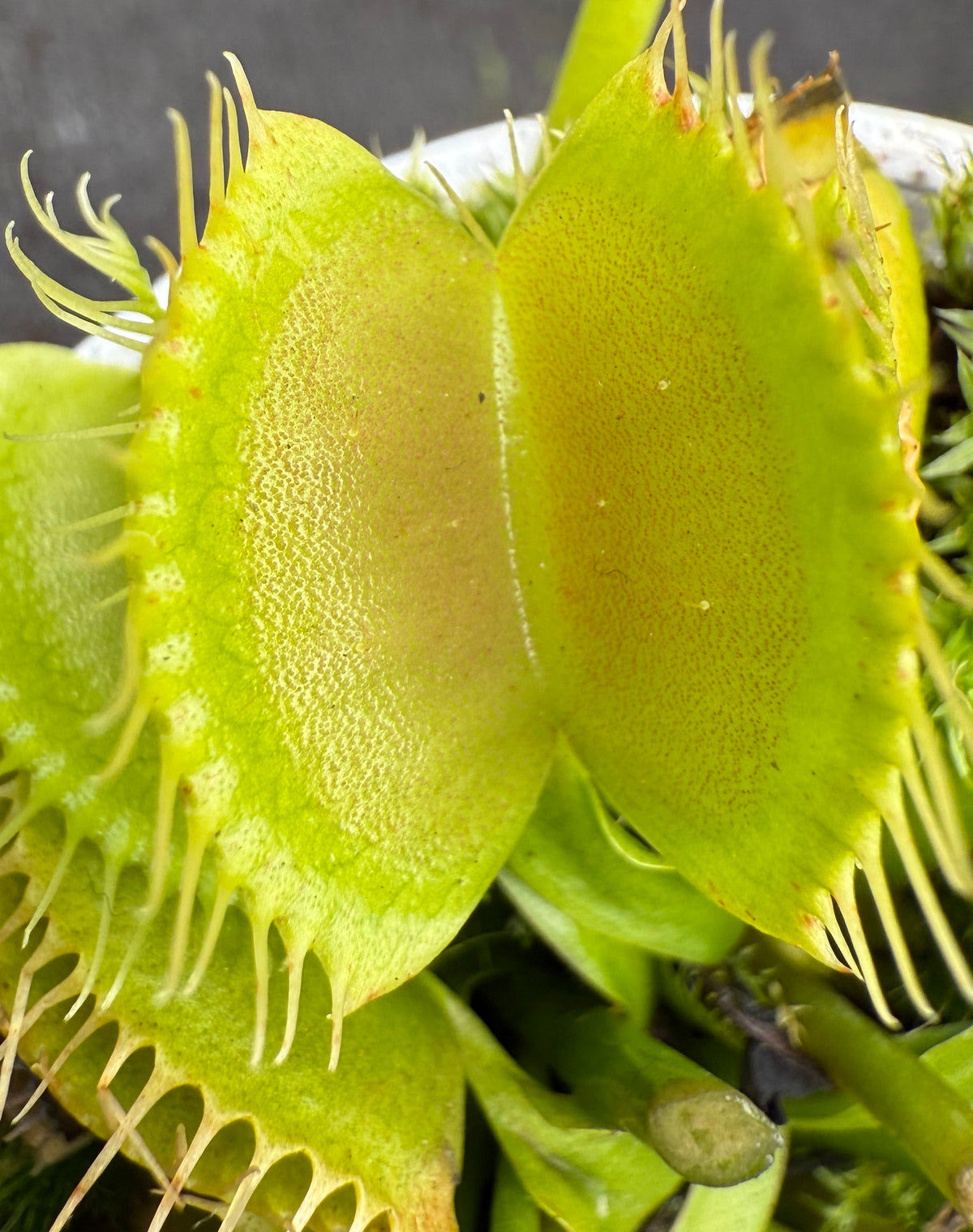 Close-up of a green trap on Dionaea muscipula ‘Winter Green’ Venus Fly Trap
