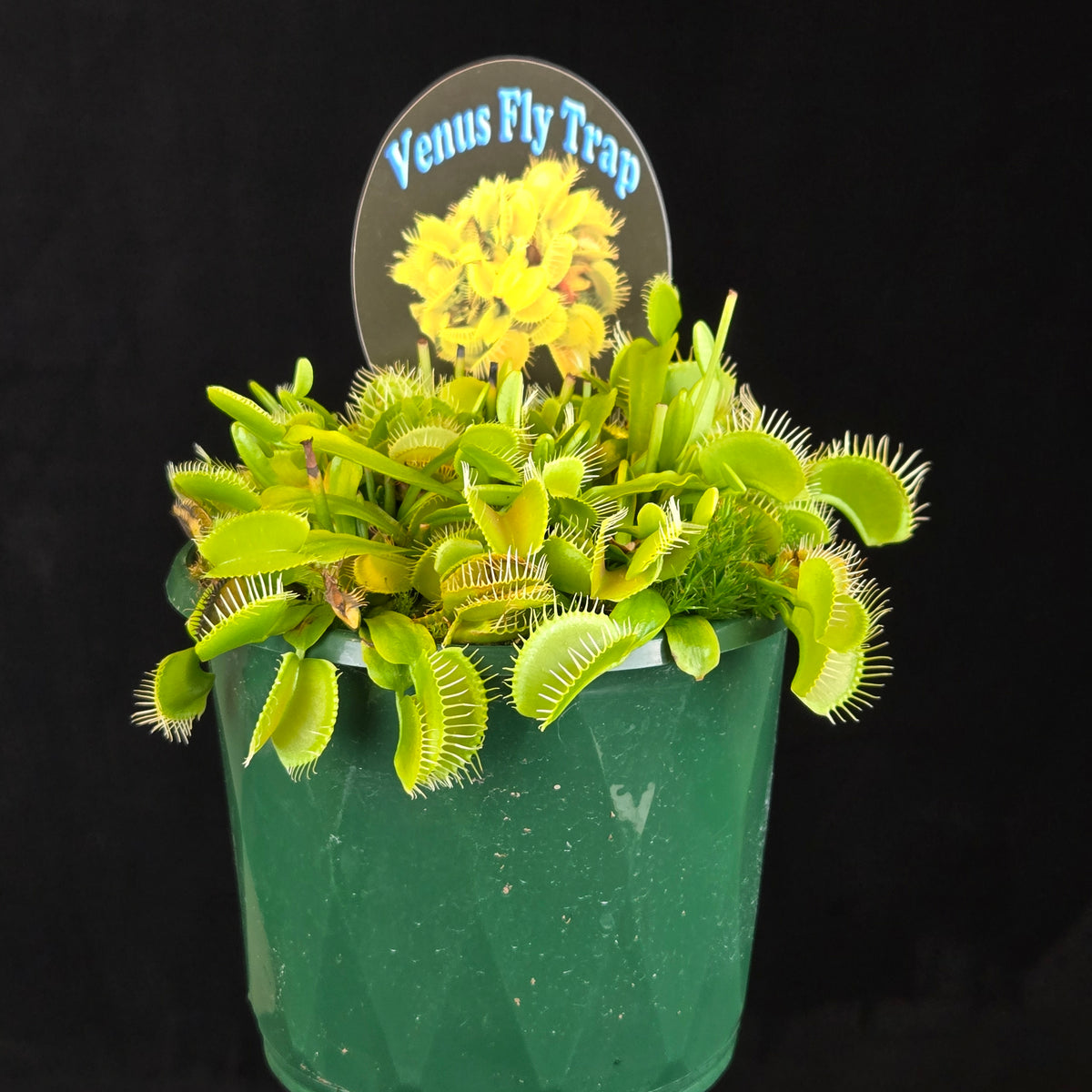 Dionaea muscipula ‘Winter Green’ Venus Fly Trap displaying dense green foliage and traps in a green pot