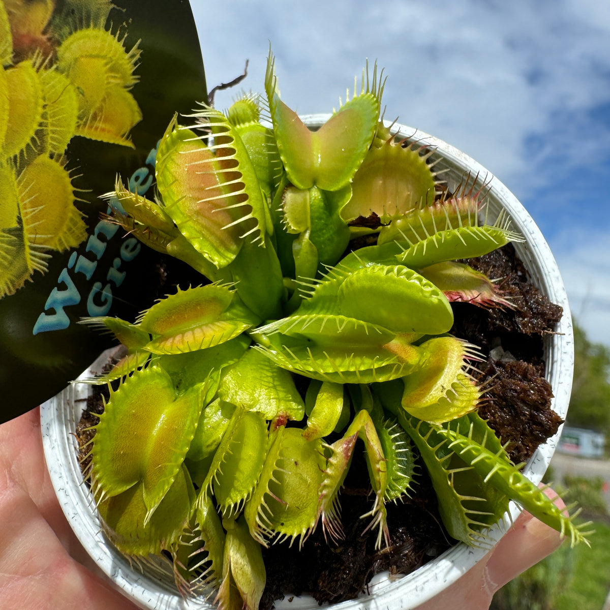 Top view of Dionaea muscipula ‘Winter Green’ Venus Fly Trap showing a dense cluster of green traps