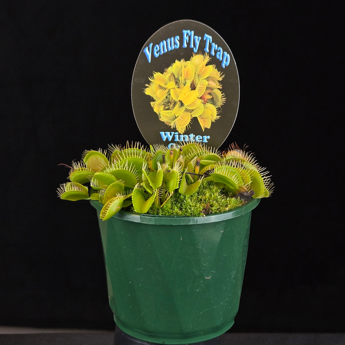 Dionaea muscipula ‘Winter Green’ Venus Fly Trap growing in a green pot with plant label