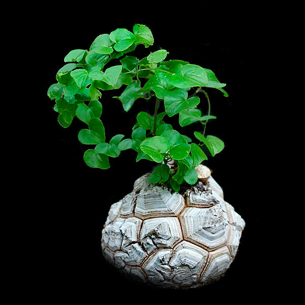 Dioscorea elephantipes 'The Elephant's Foot' with a deeply cracked caudex and leafy green vines