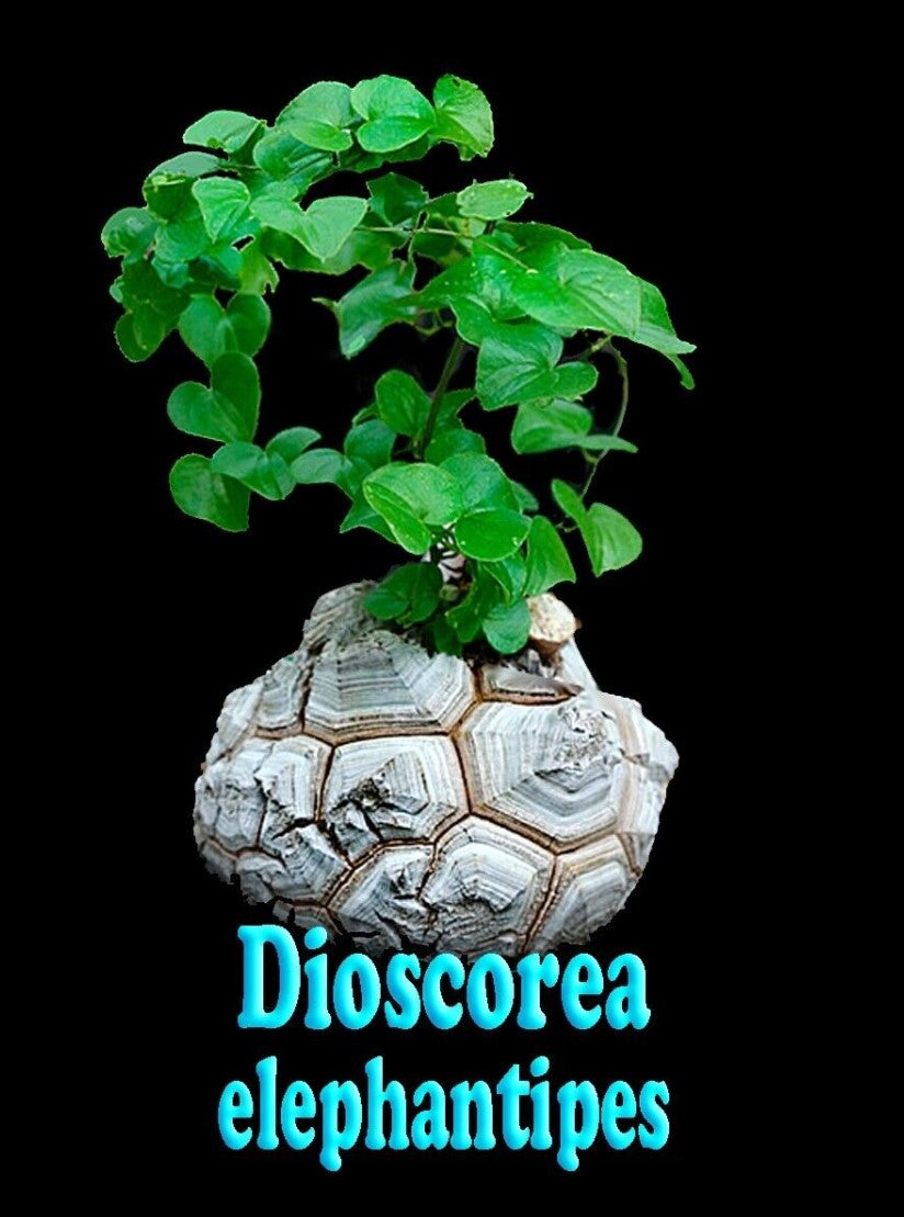 Dioscorea elephantipes 'The Elephant's Foot' plant label showing a cracked caudex and green foliage
