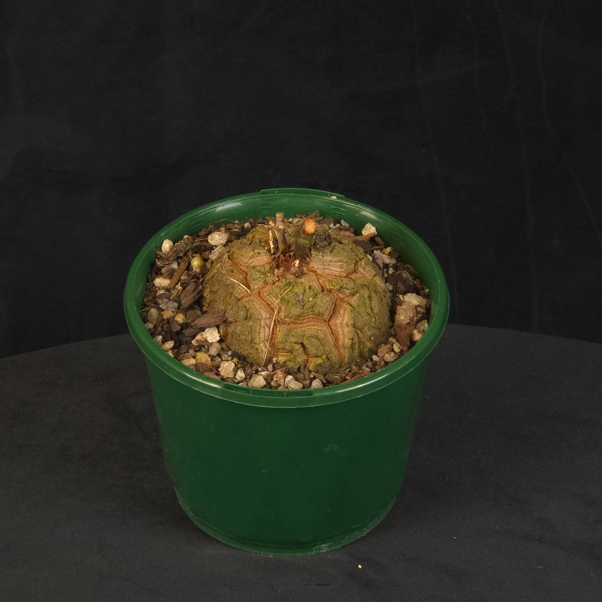 Dioscorea elephantipes 'The Elephant's Foot' with a rounded brown caudex in a green pot