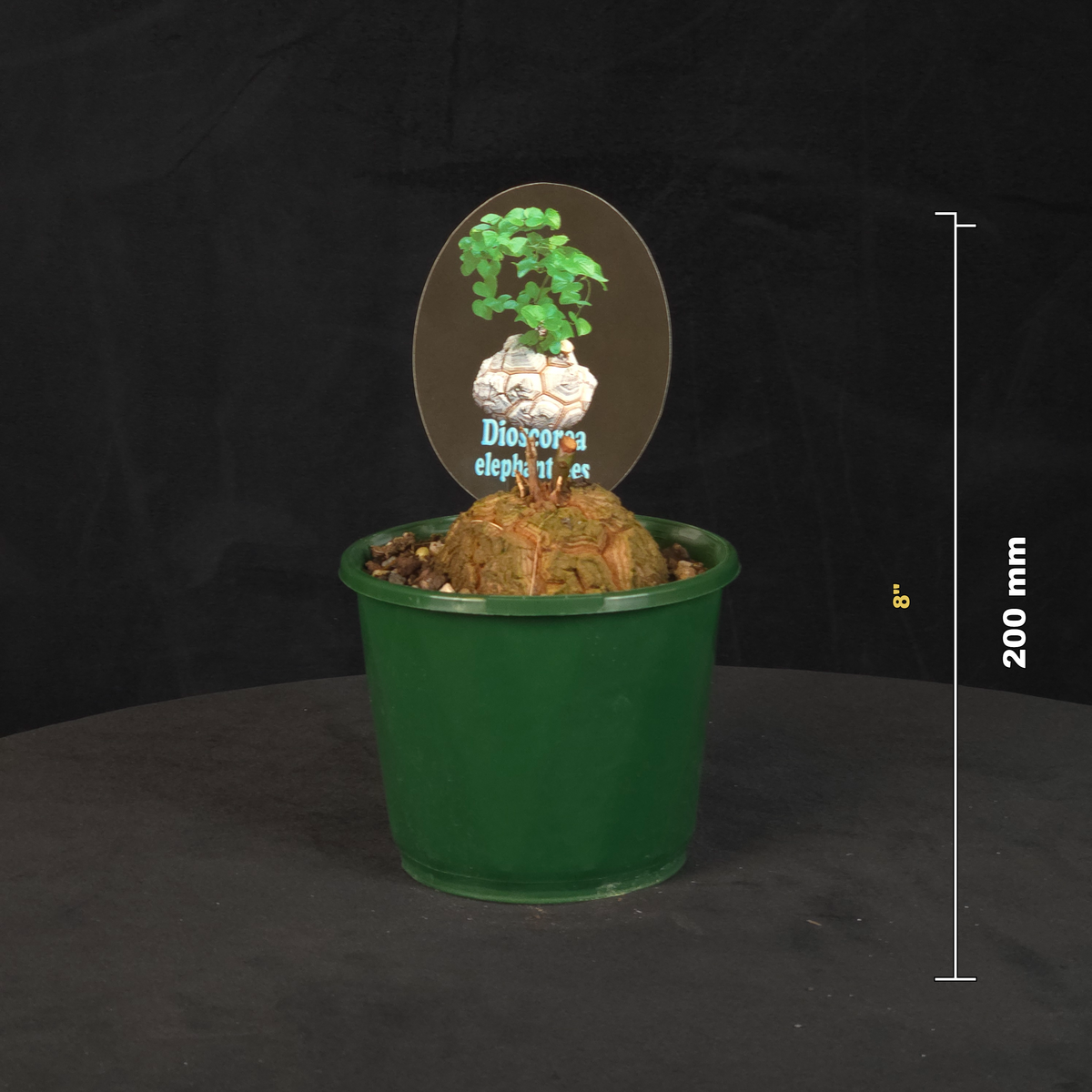 Dioscorea elephantipes 'The Elephant's Foot' in a black pot shown with size reference