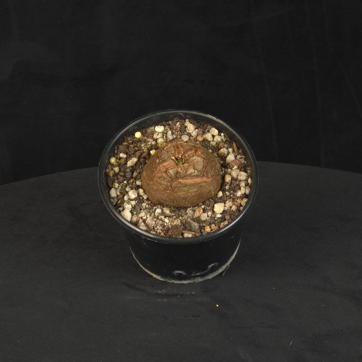 Dioscorea elephantipes 'The Elephant's Foot' viewed from above, showing the cracked caudex in a black pot