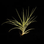 Tillandsia divaricata