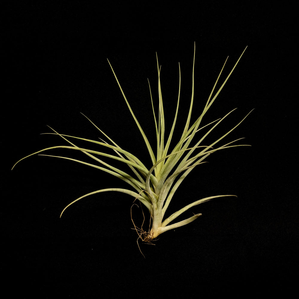 Tillandsia divaricata – Collectors Online