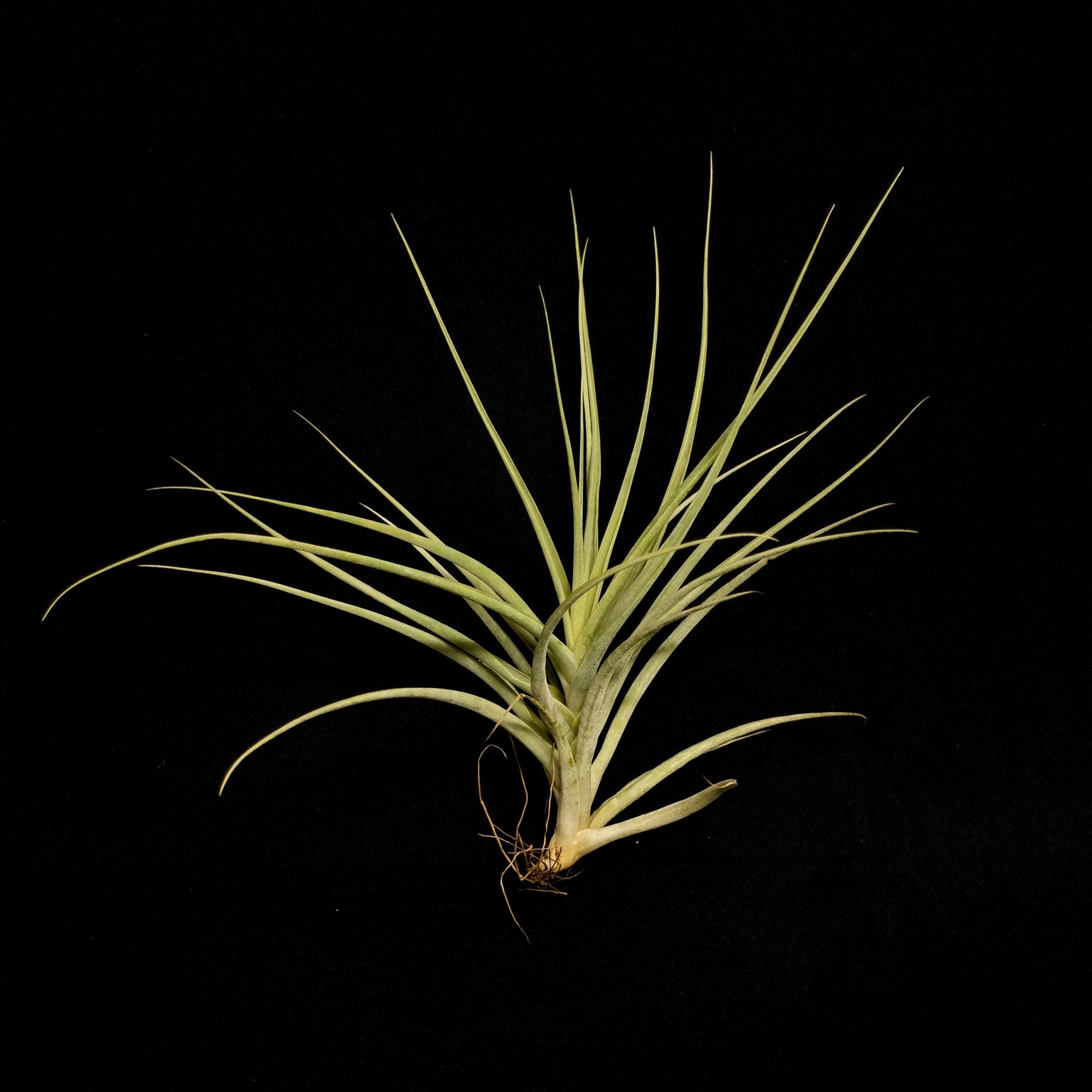 Tillandsia divaricata