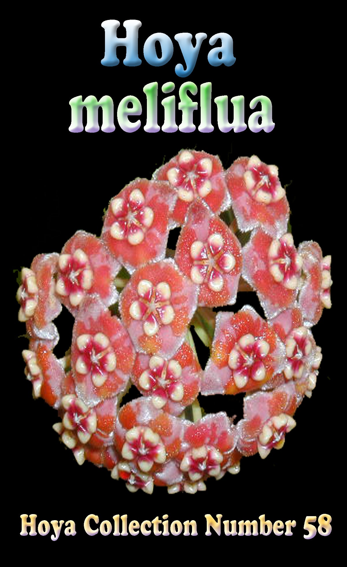 Hoya meliflua - H058