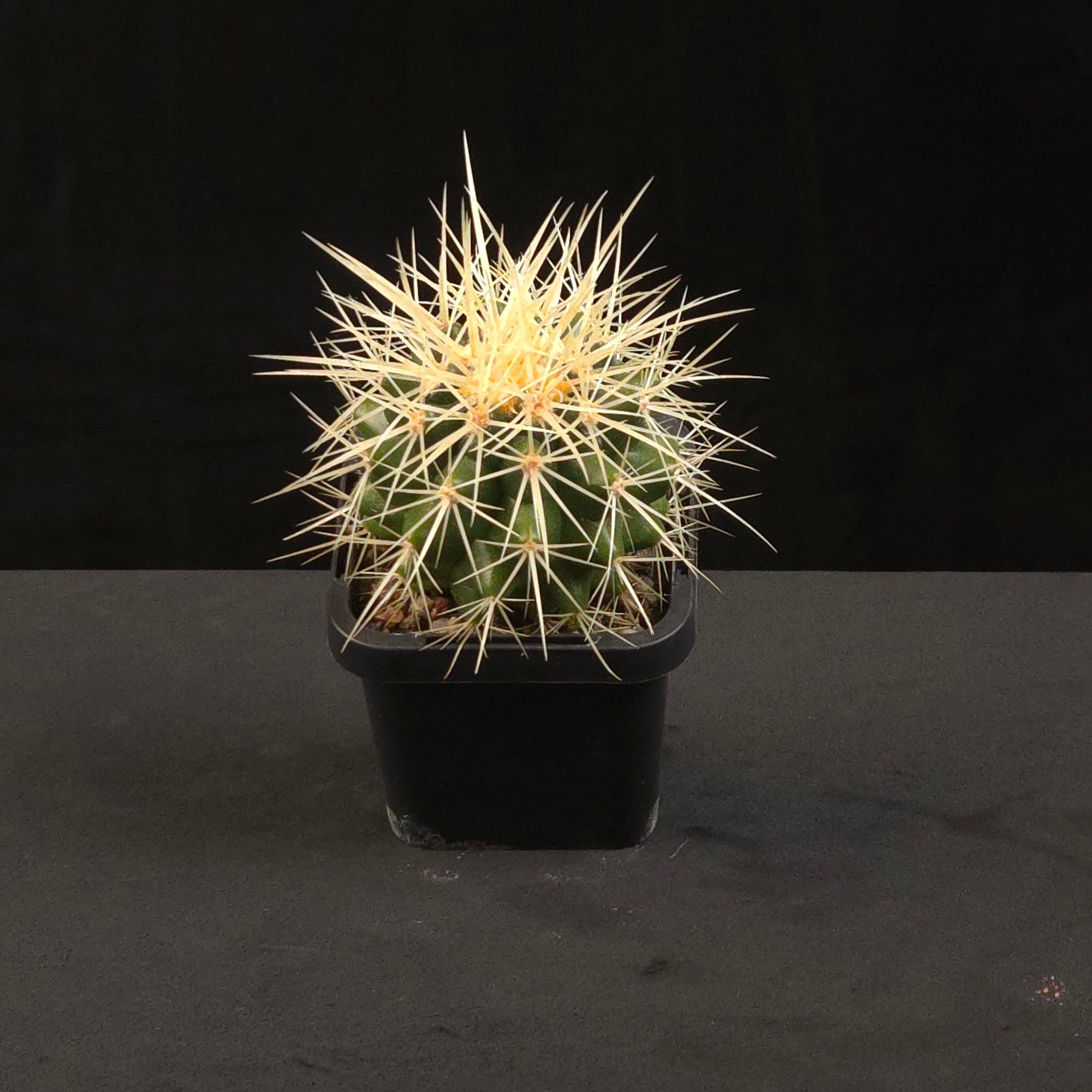 Echinocactus grusonii Golden Barrel Cactus in black nursery pot