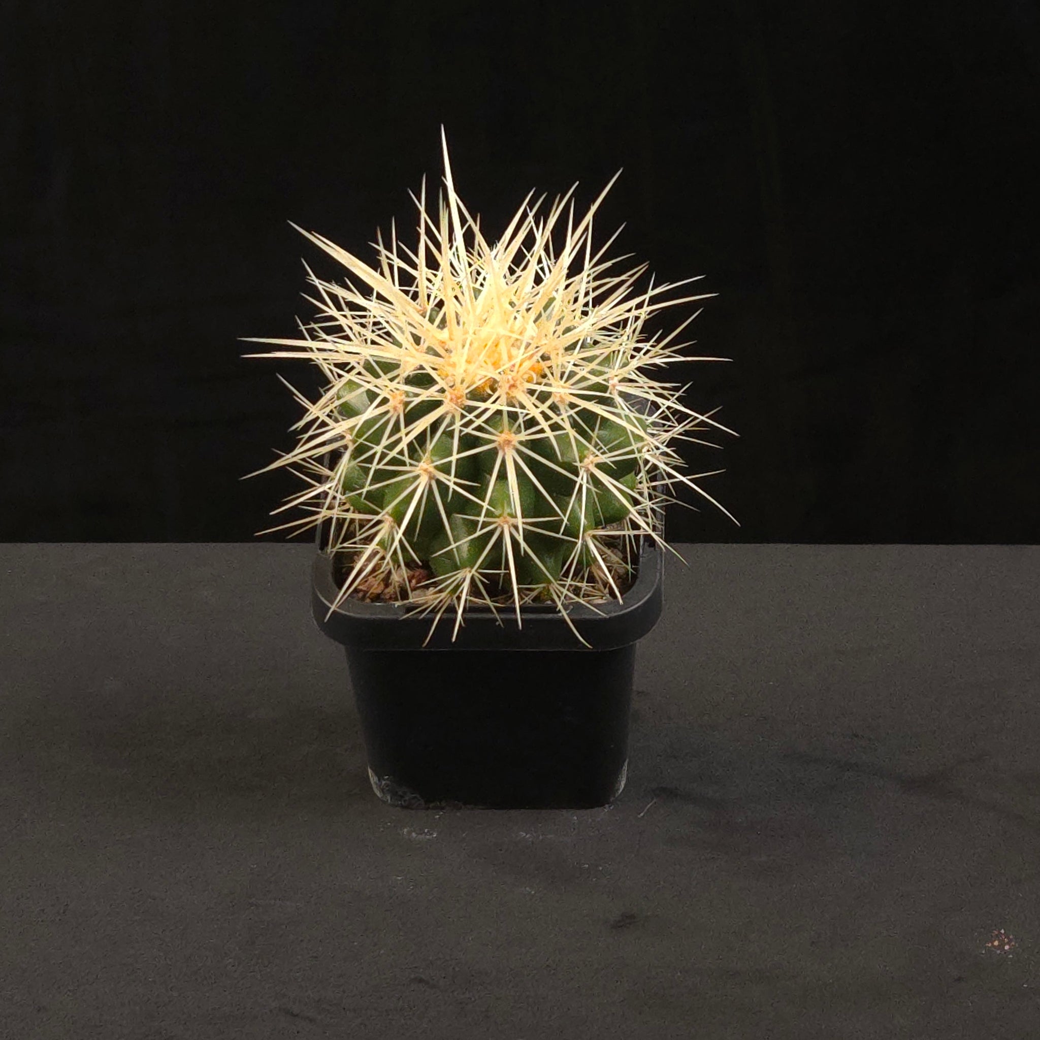 Echinocactus grusonii Golden Barrel Cactus in black nursery pot
