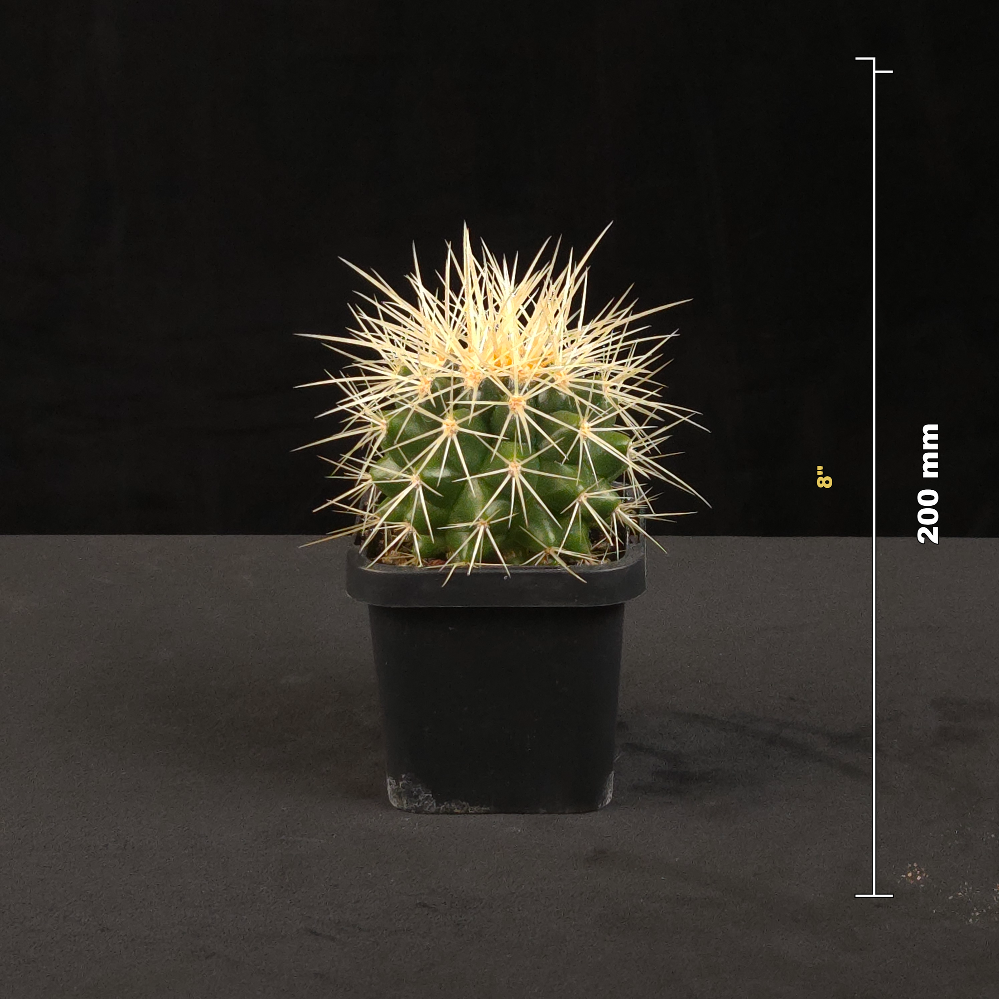 Echinocactus grusonii Golden Barrel Cactus shown with size reference