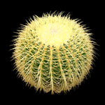Echinocactus grusonii Golden Barrel Cactus with dense golden spines