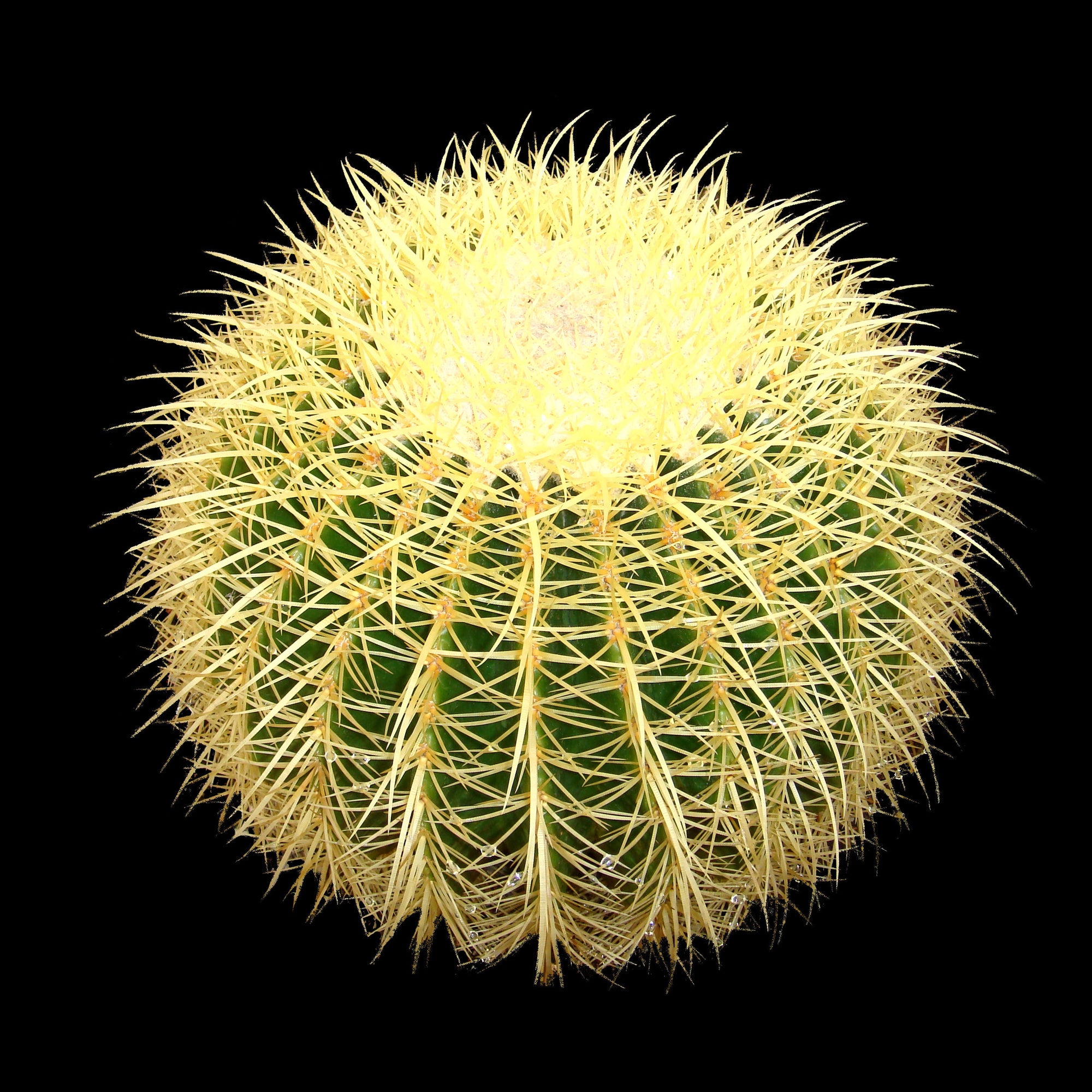 Echinocactus grusonii Golden Barrel Cactus with dense golden spines