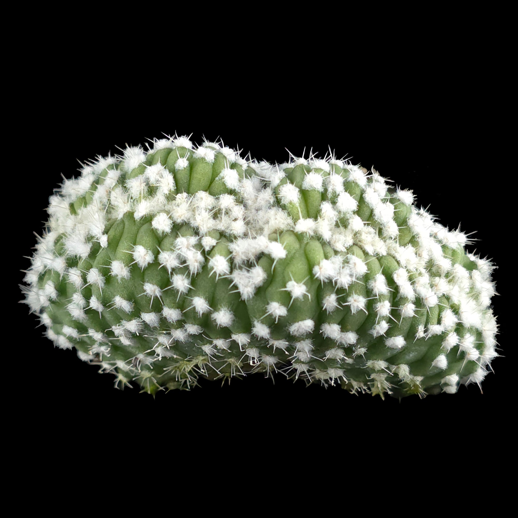 Echinopsis subdenudata f. cristata (syn. subdenudatus)