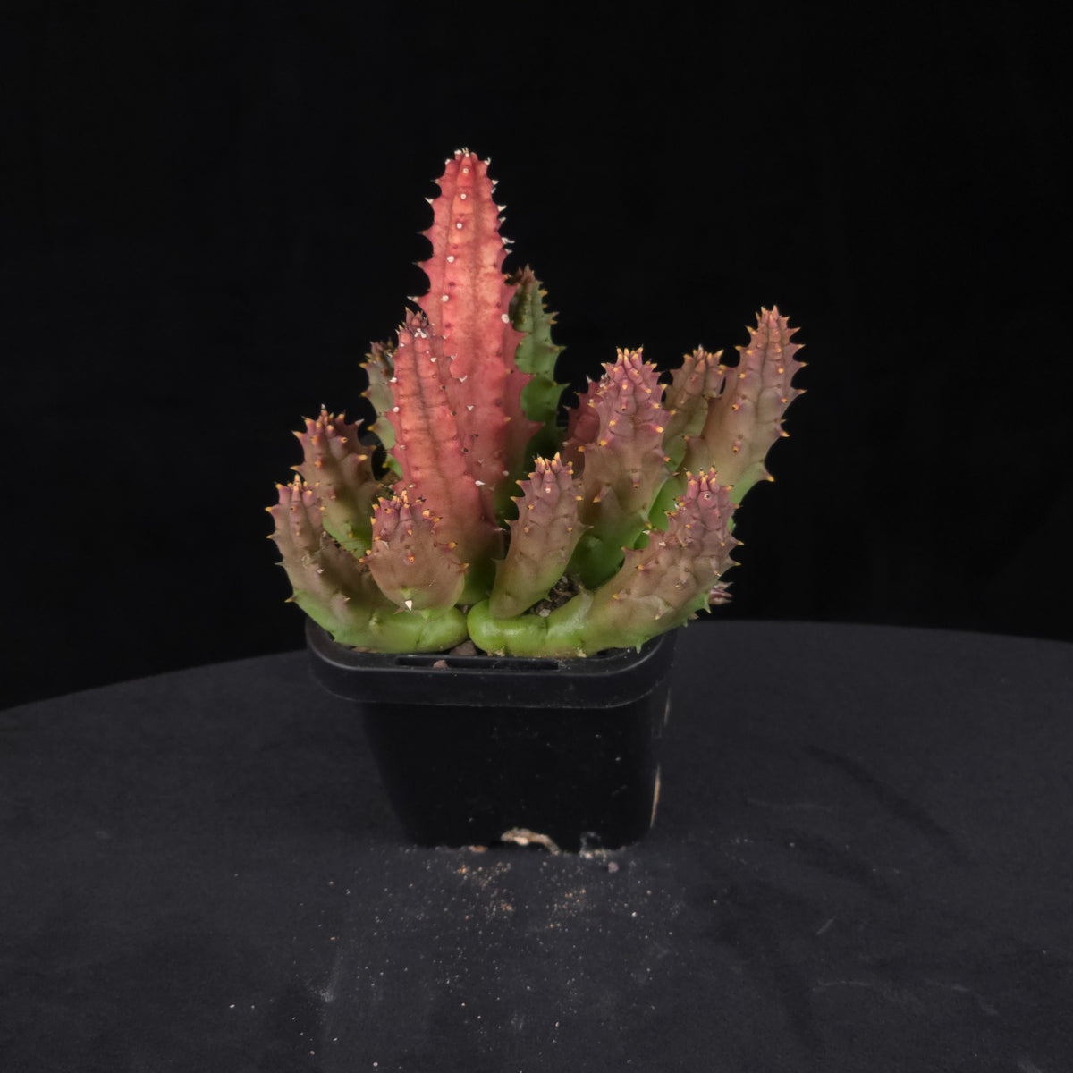 Huernia keniensis var. grandiflora Stapelia Starfish Flower – Collection No. 17