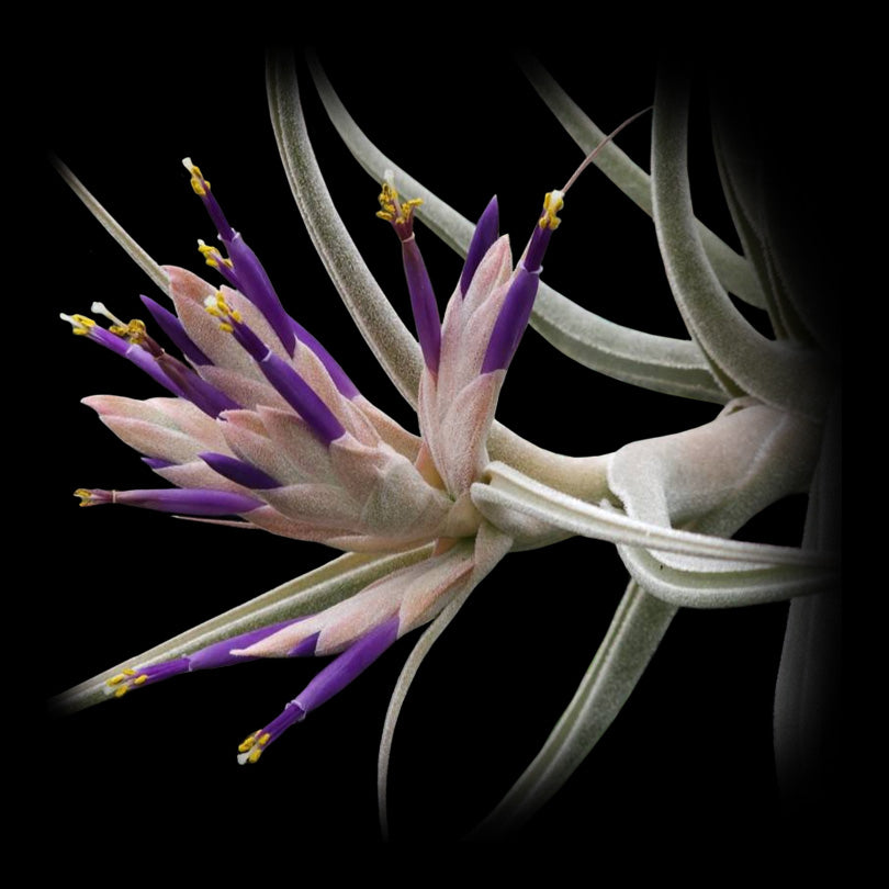 Tillandsia ehlersiana