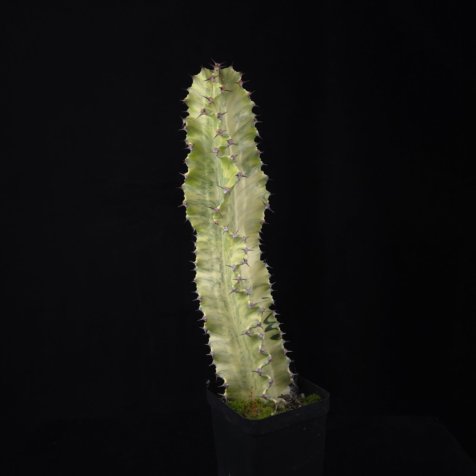 Euphorbia ammak Plant A with tall cream and green variegated stem