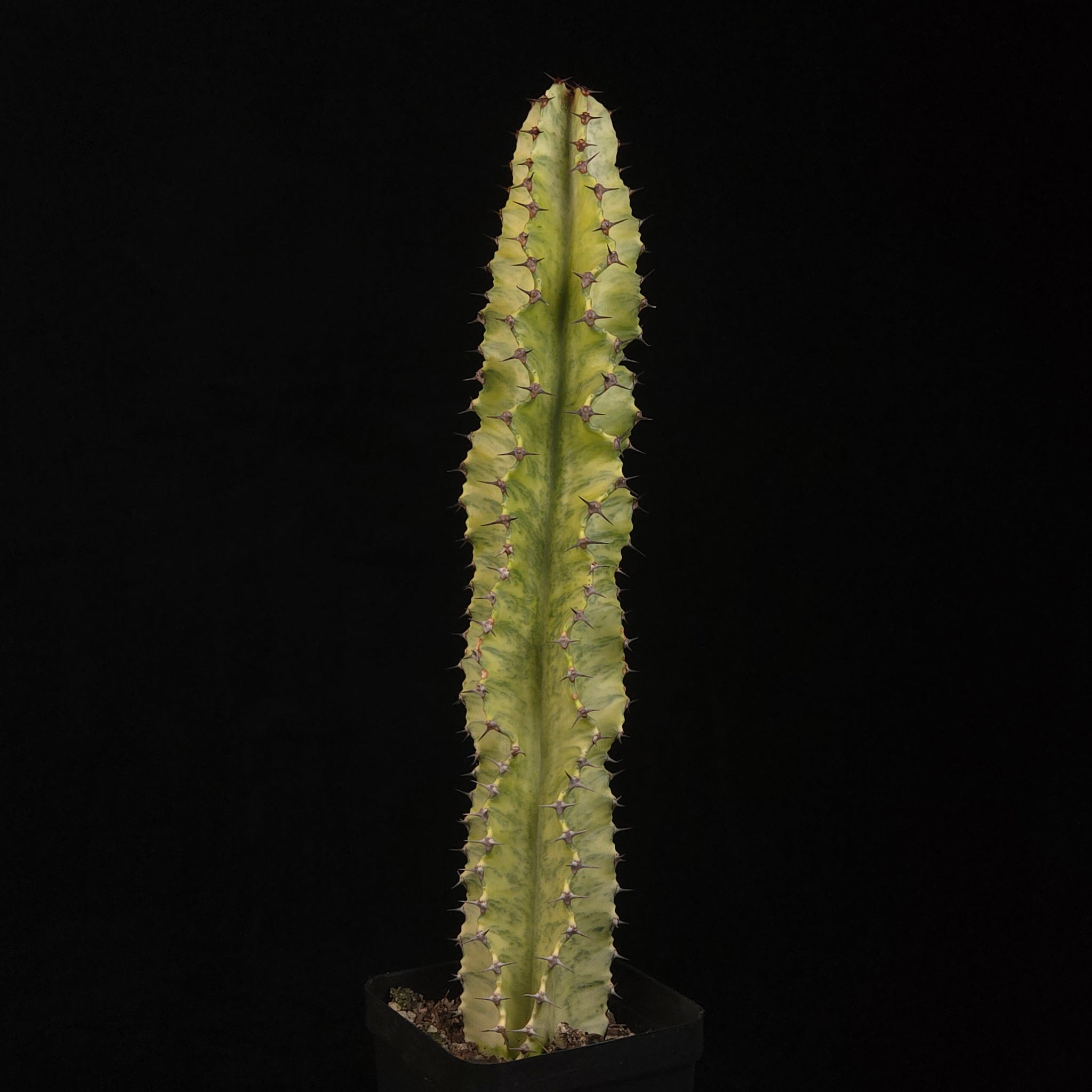 Euphorbia ammak Plant C with tall green and cream columnar stem