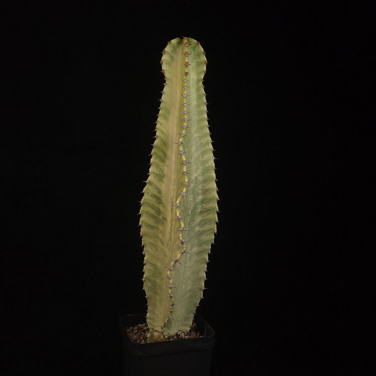 Euphorbia ammak Plant D with broad ribbed variegated column