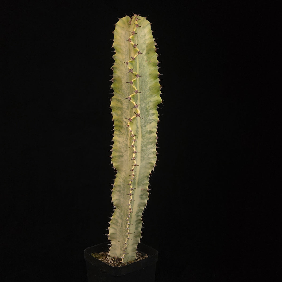 Euphorbia ammak Plant E with slender cream and green upright stem