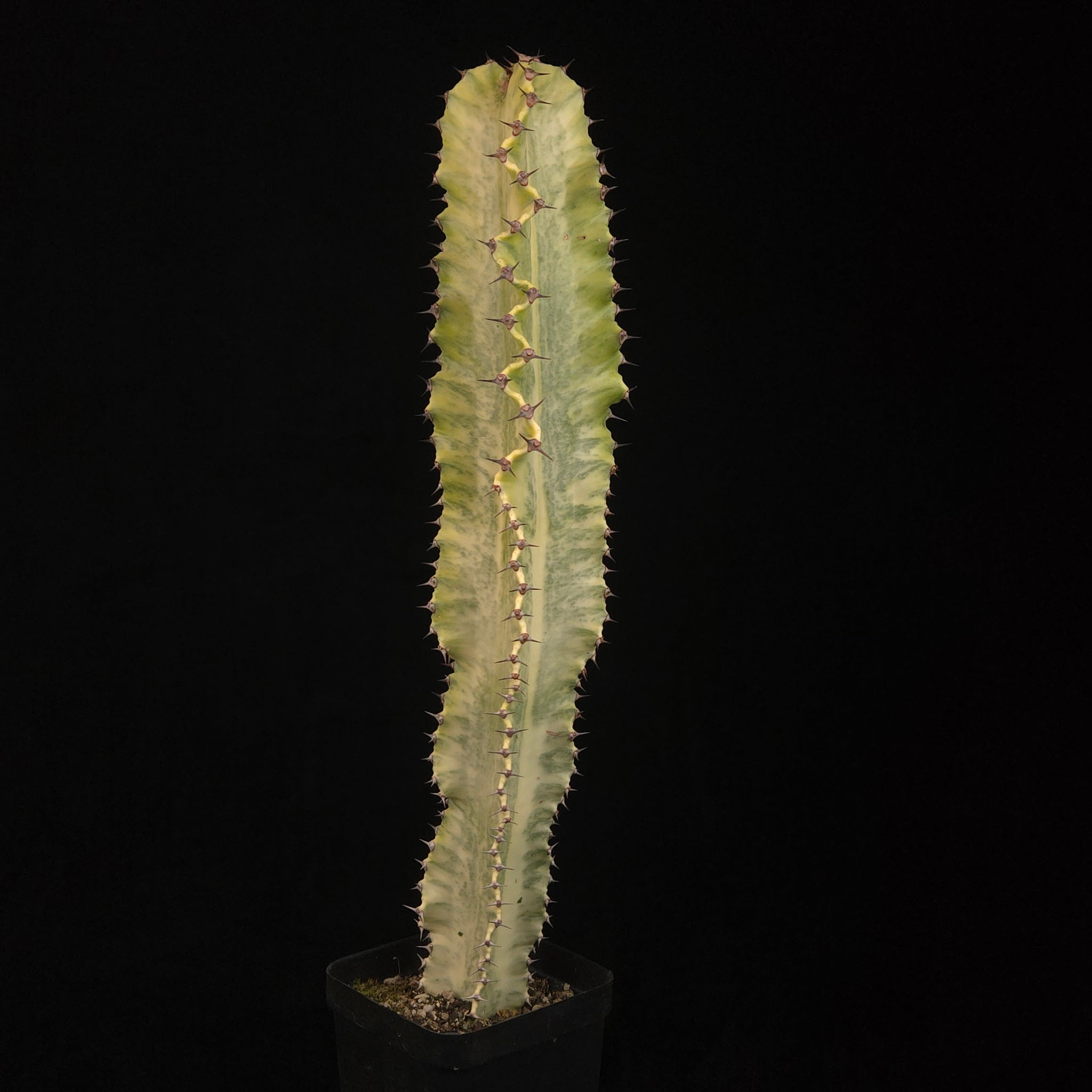 Euphorbia ammak Plant E with slender cream and green upright stem