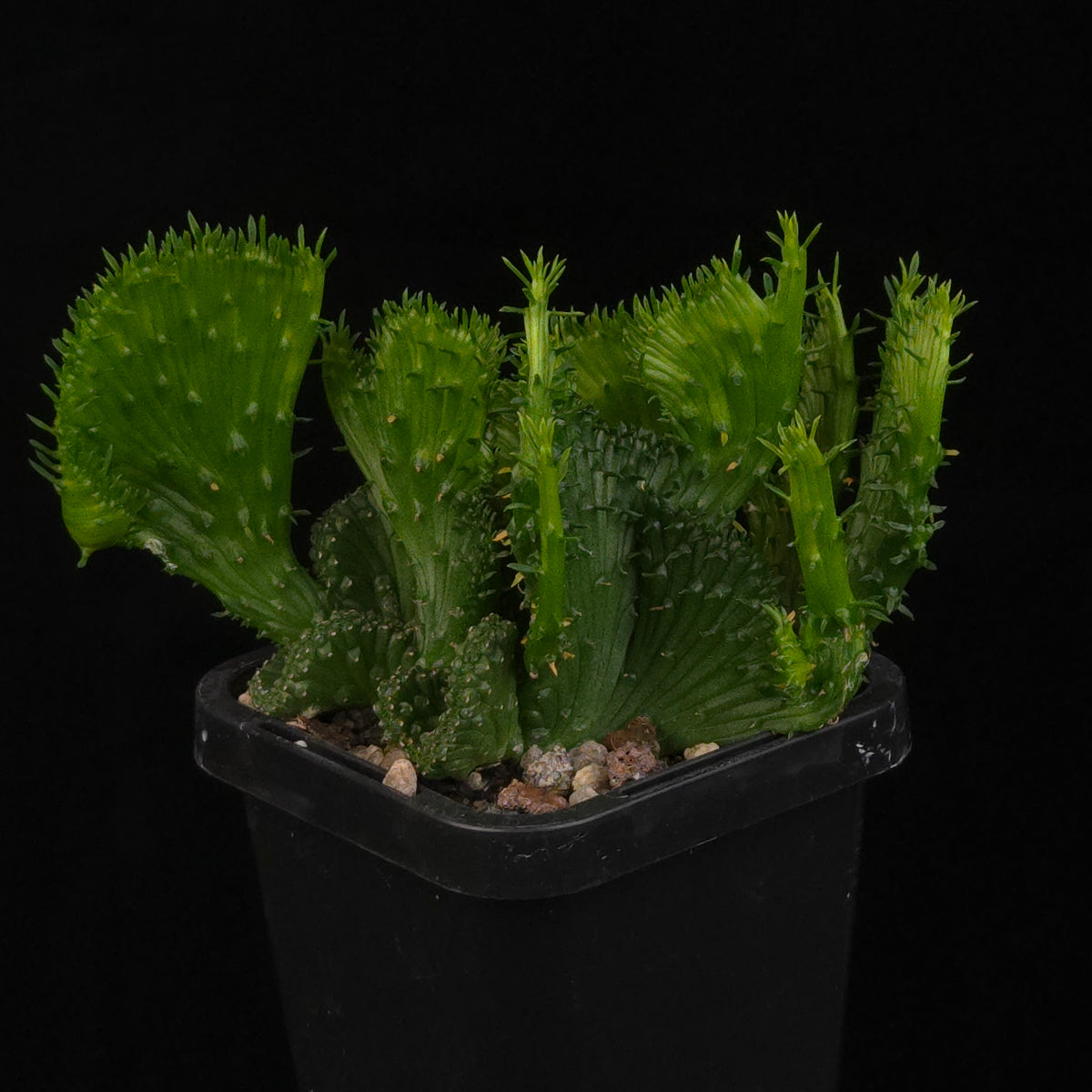 Euphorbia flanaganii f. cristata – Fan-Crested Form Medusa showing broad upright crested growth