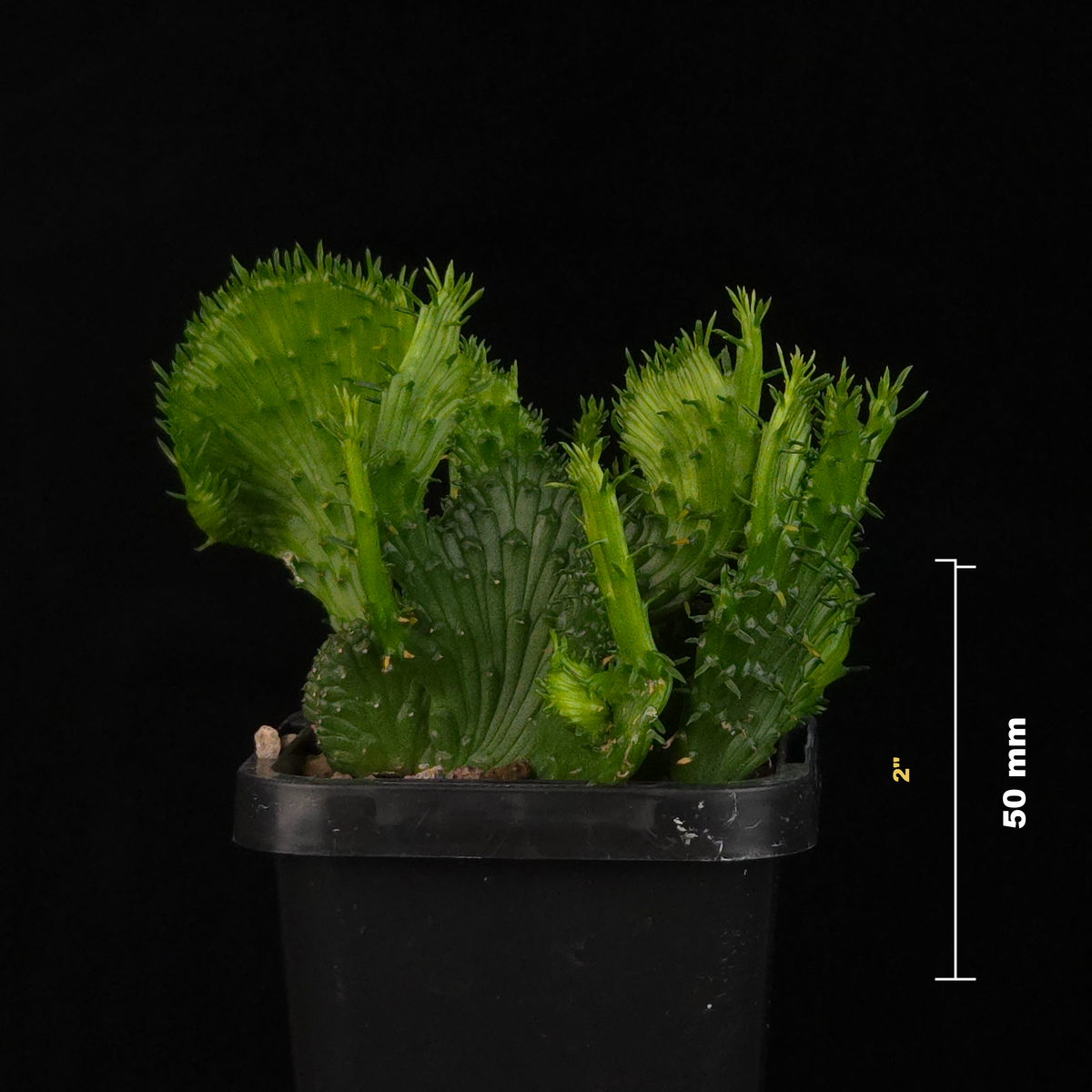 Euphorbia flanaganii f. cristata – Fan-Crested Form Medusa potted plant shown from the side