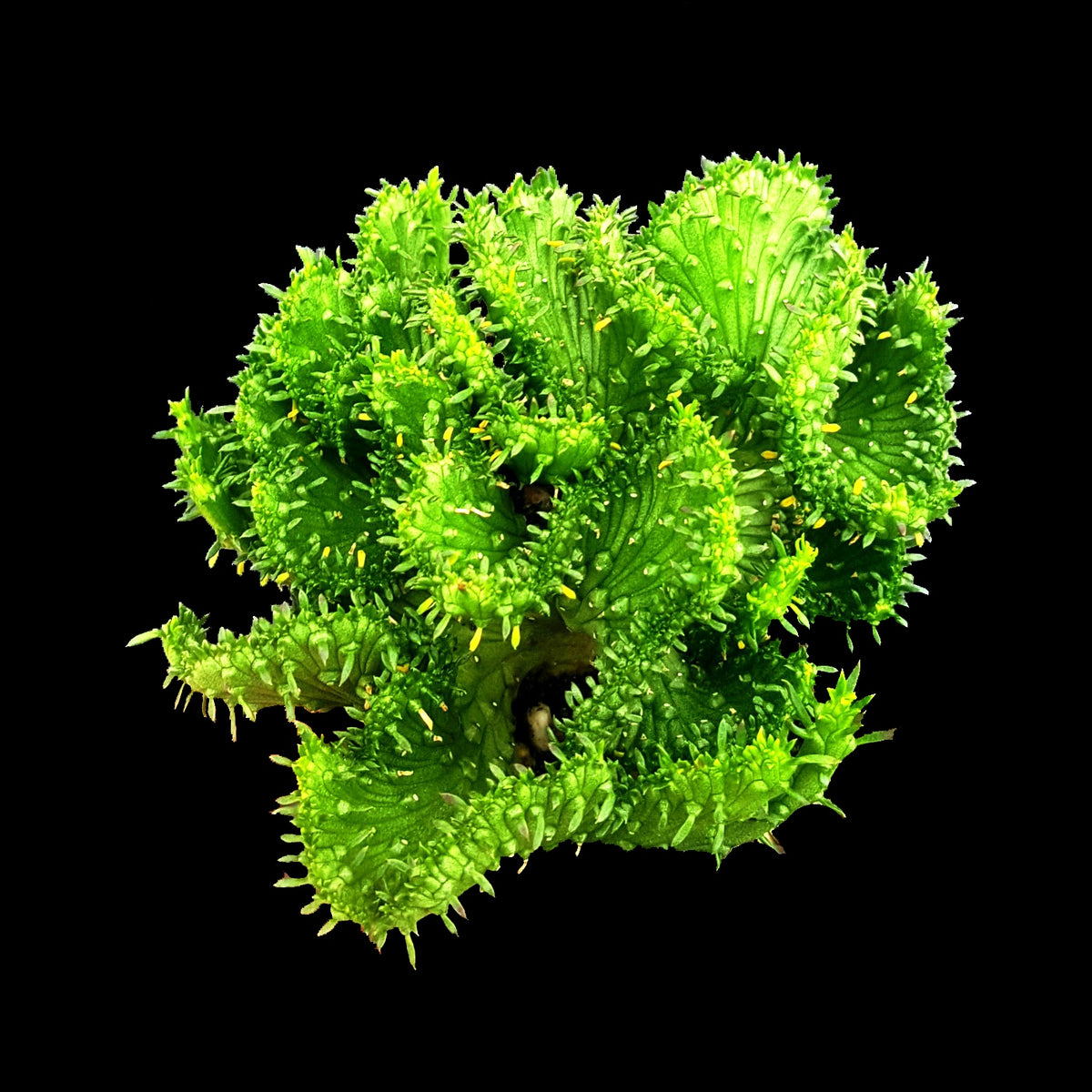 Euphorbia flanaganii f. cristata – Fan-Crested Form Medusa shown from above