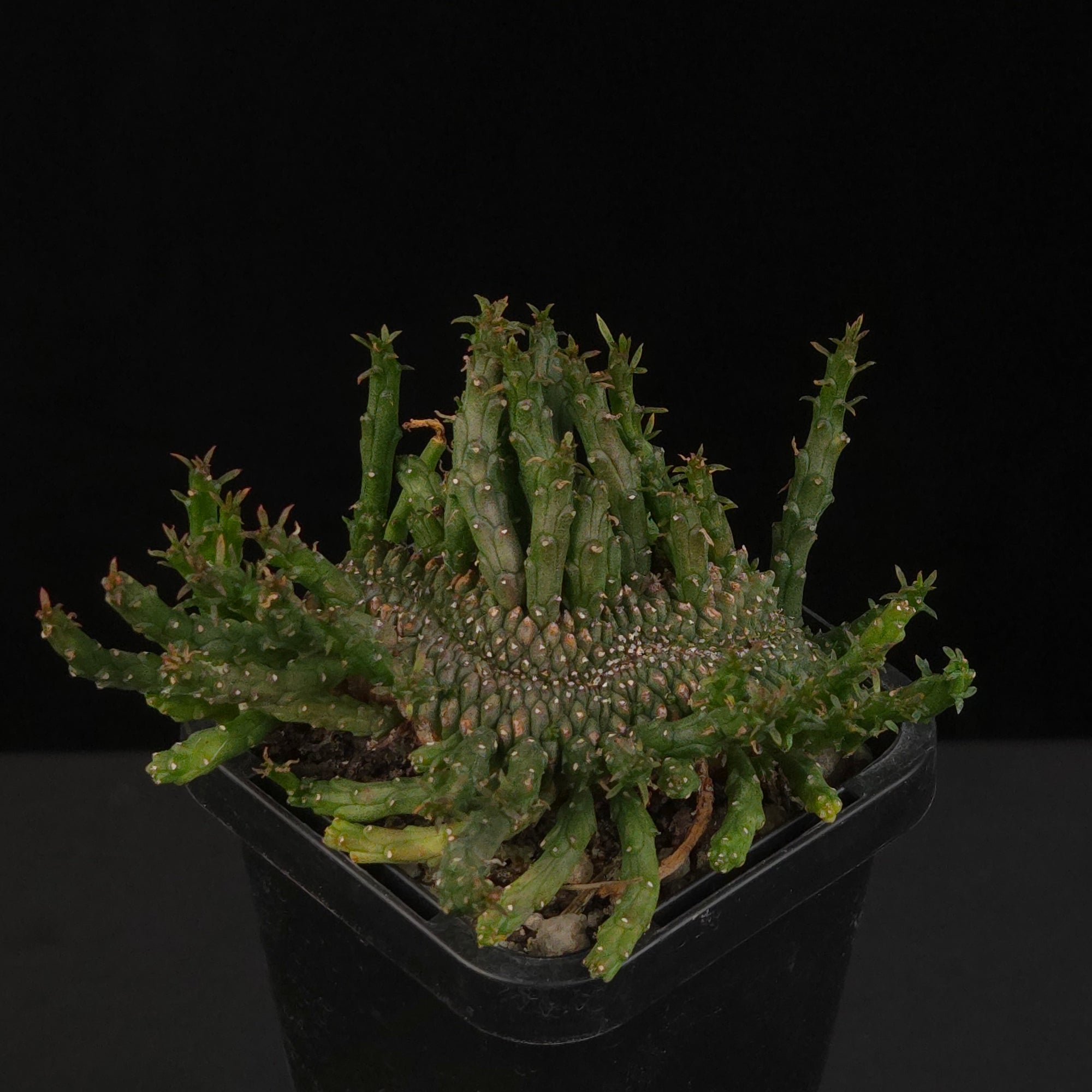 Euphorbia flanaganii f. cristata – Cristate-Monstrose Form potted plant shown from an angle