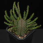 Euphorbia flanaganii f. cristata – Cristate-Monstrose Form showing dense central growth and numerous cylindrical branches
