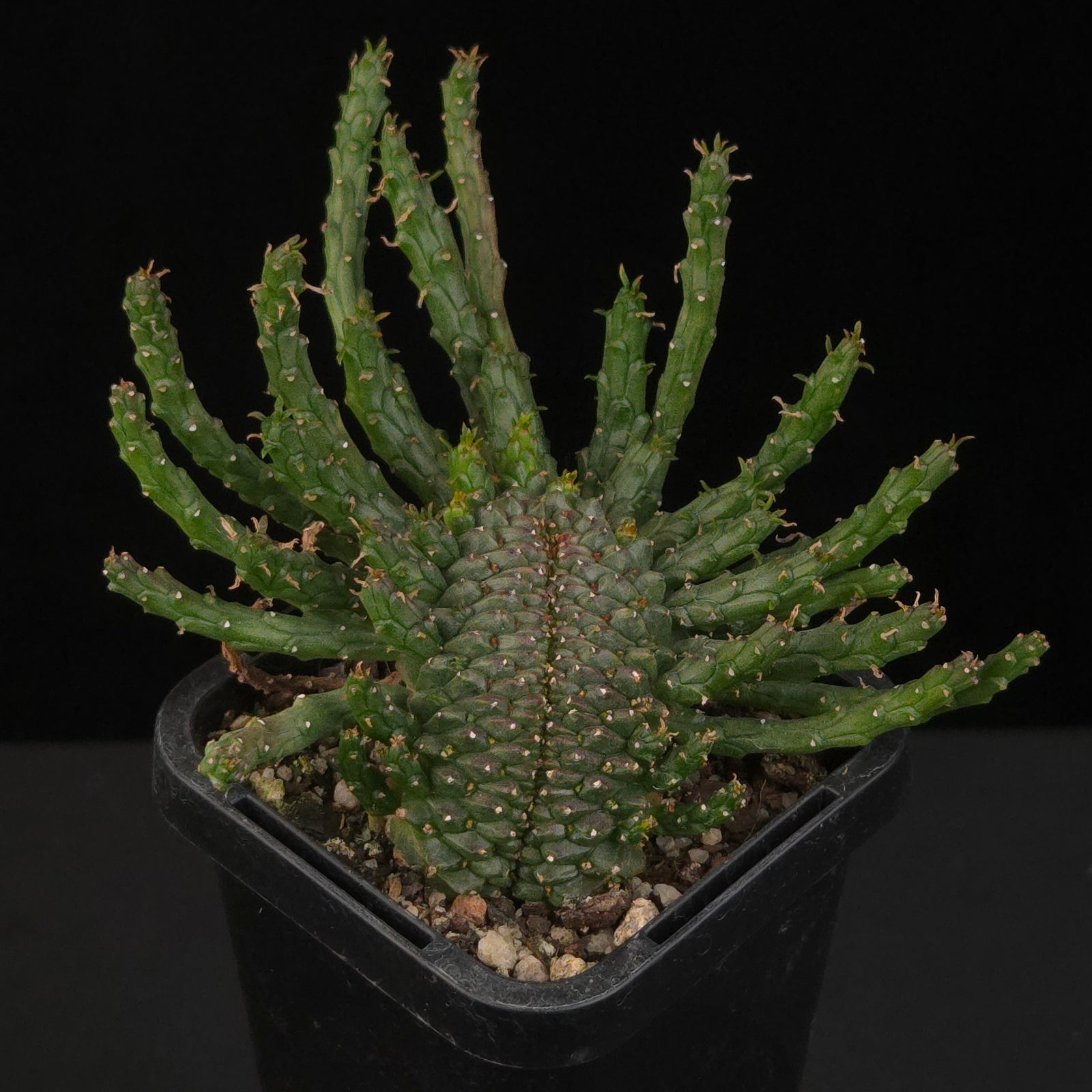 Euphorbia flanaganii f. cristata – Cristate-Monstrose Form showing dense central growth and numerous cylindrical branches