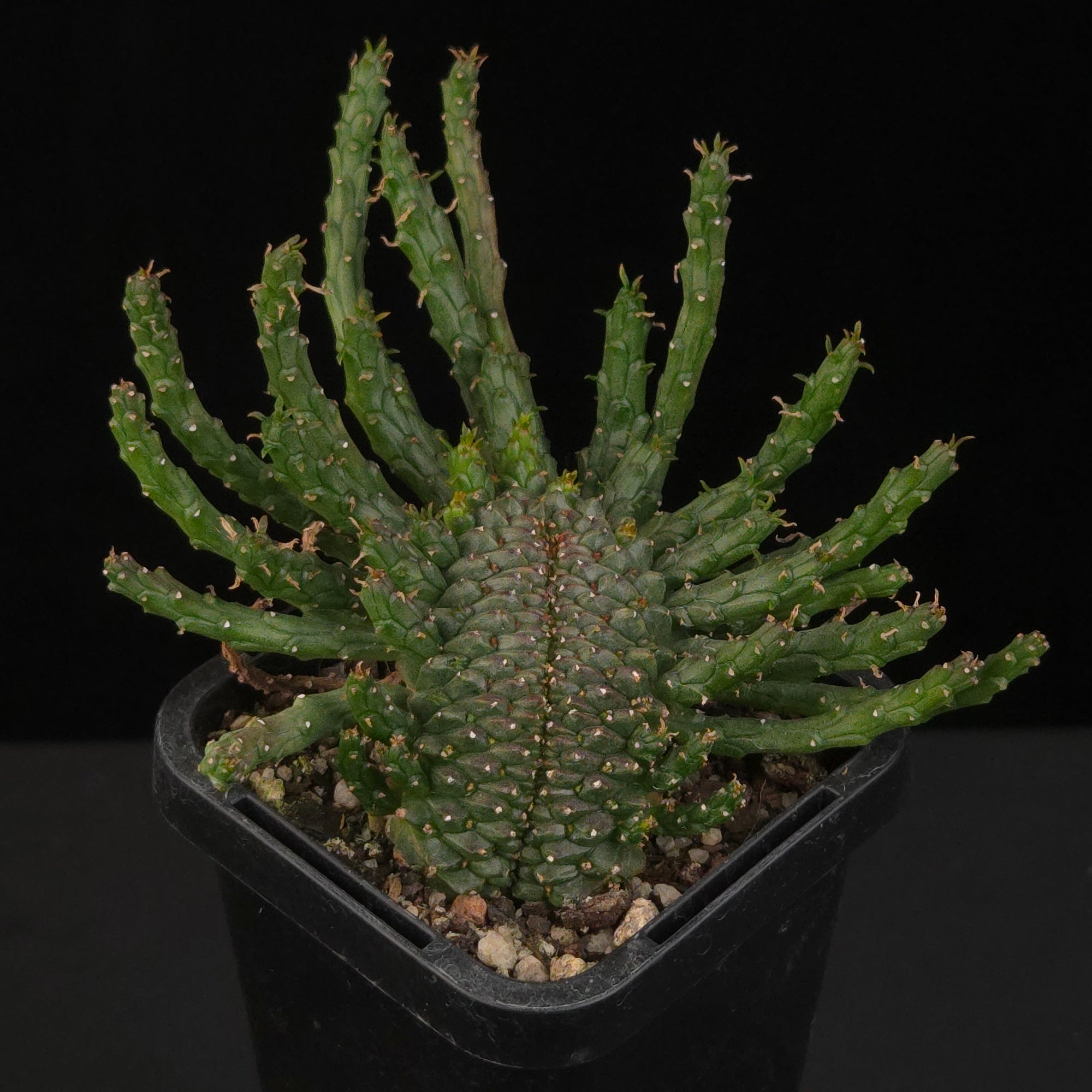 Euphorbia flanaganii f. cristata – Cristate-Monstrose Form showing dense central growth and numerous cylindrical branches