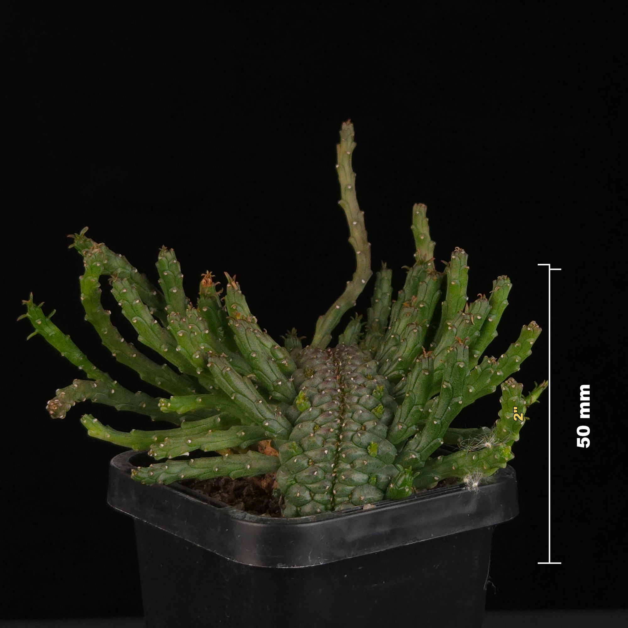 Euphorbia flanaganii f. cristata – Cristate-Monstrose Form showing irregular crested growth from the side