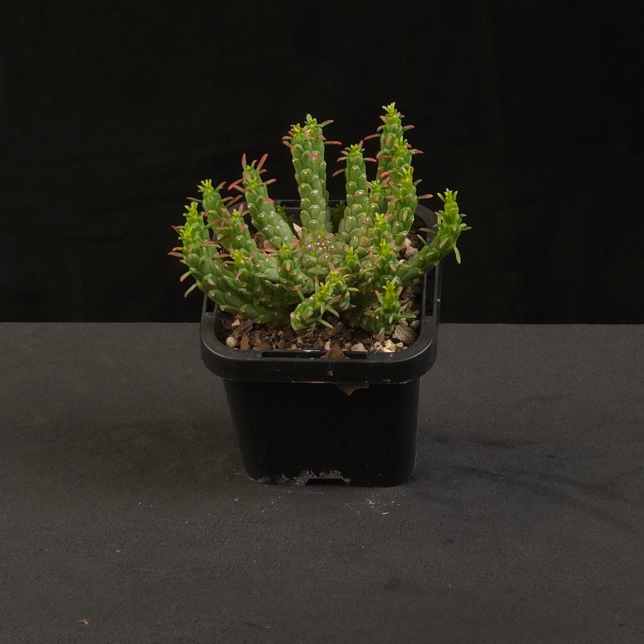 Euphorbia flanaganii Medusa's Head growing in black nursery pot
