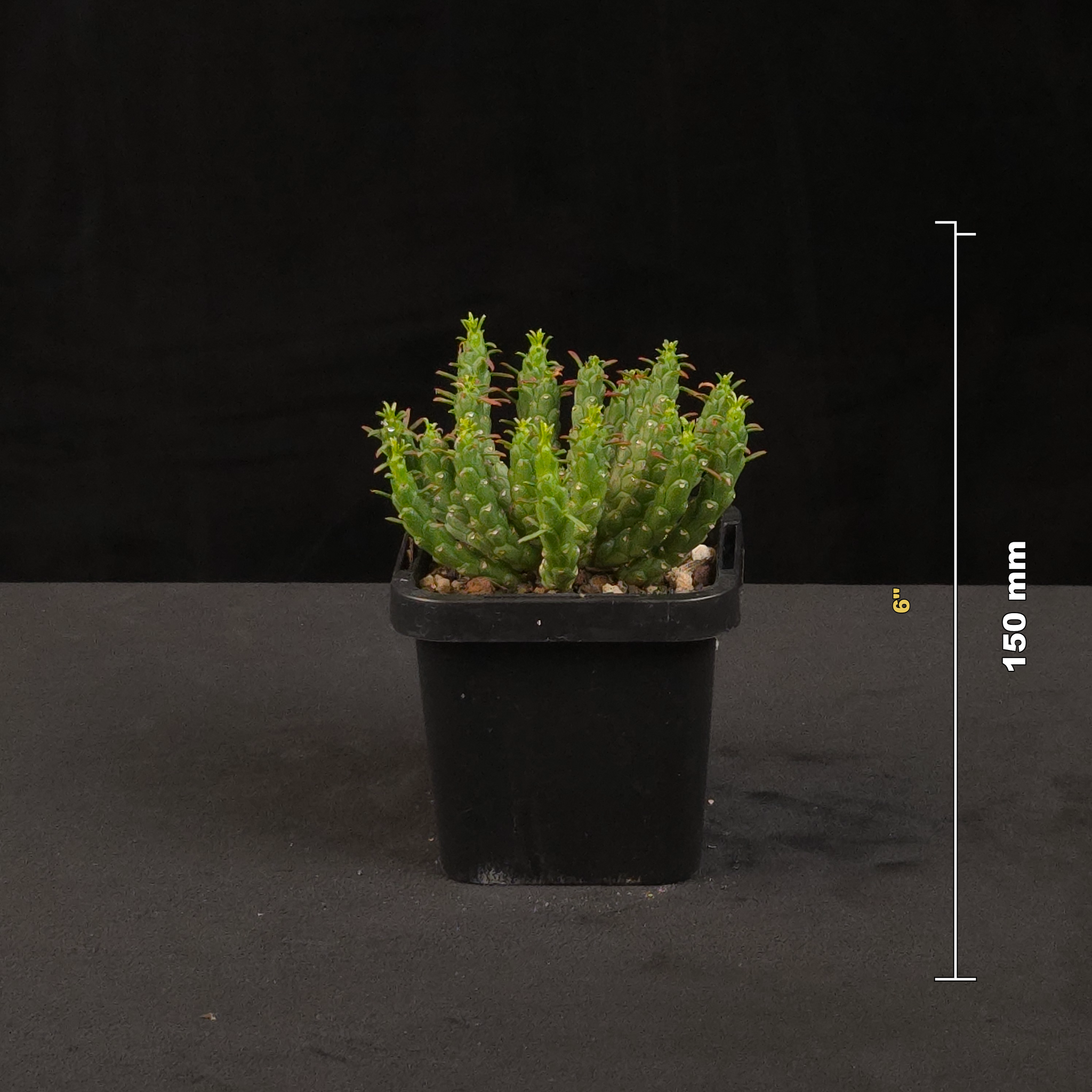 Euphorbia flanaganii Medusa's Head potted plant with size reference