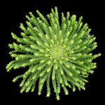 Euphorbia flanaganii Medusa's Head with radiating green stems
