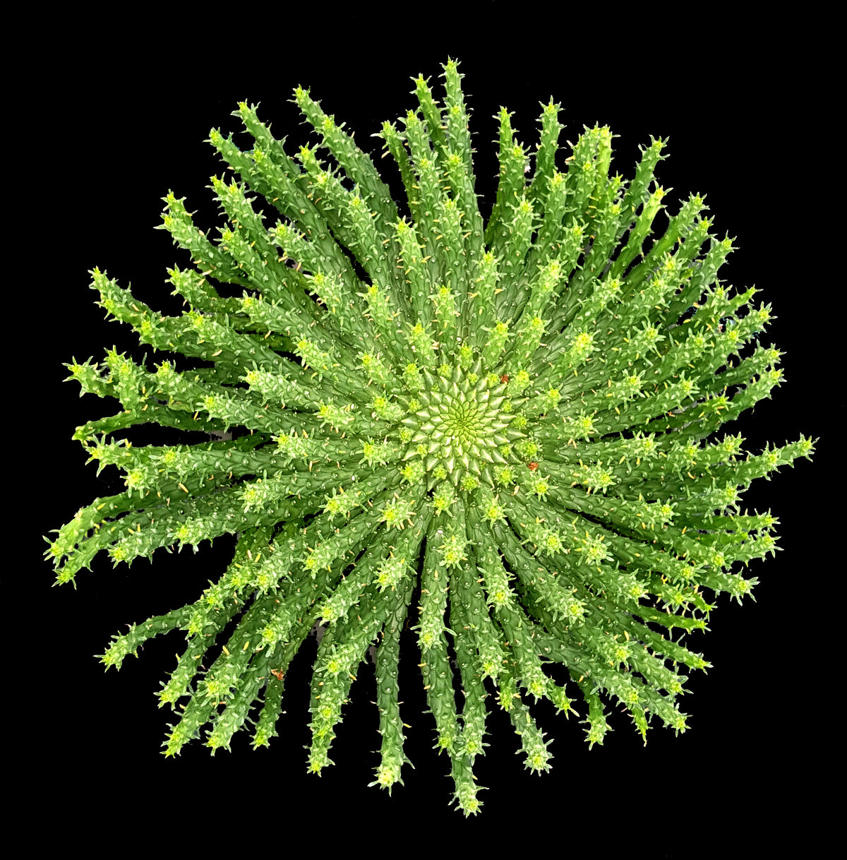 Euphorbia flanaganii Medusa's Head with radiating green stems