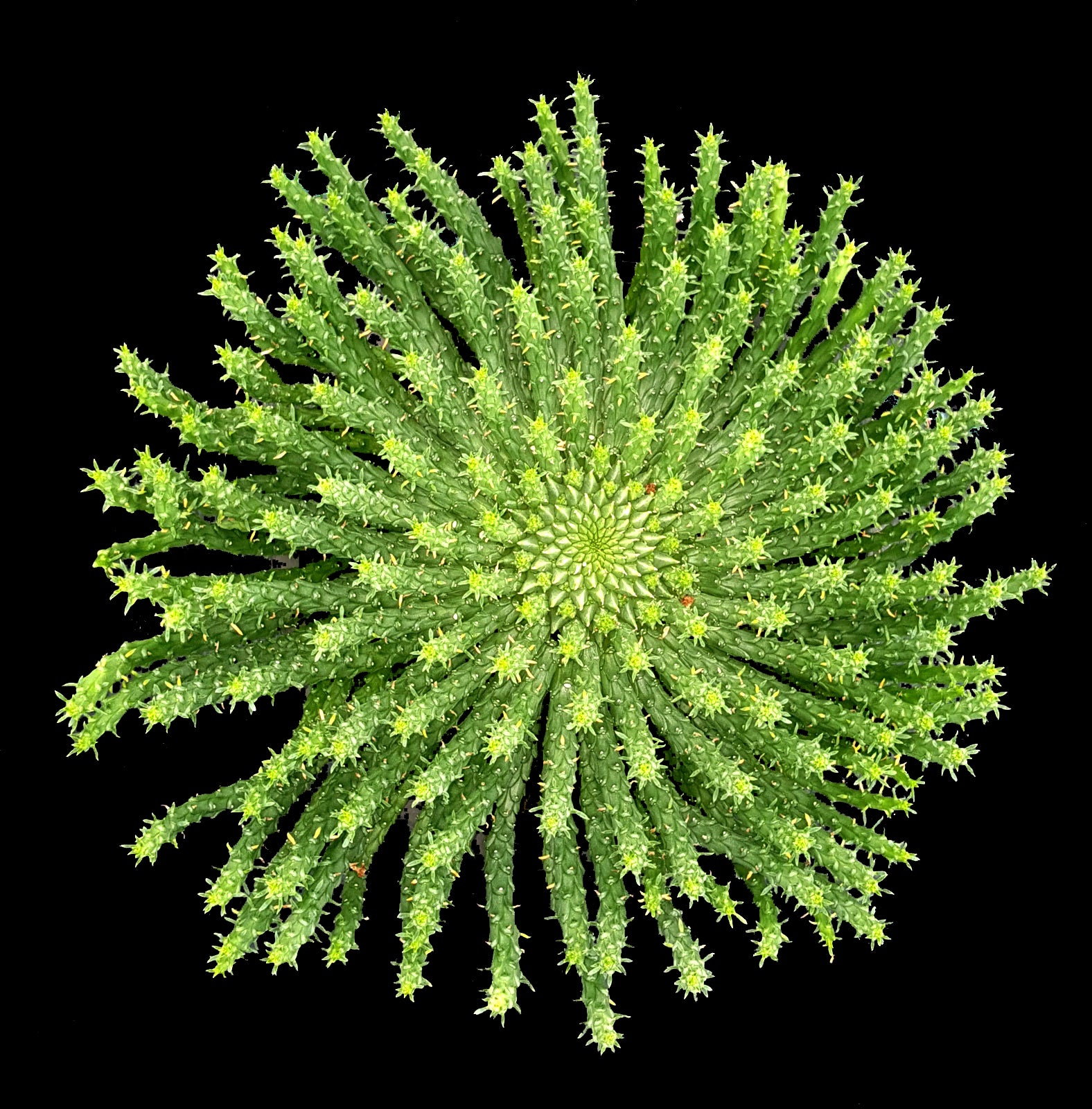 Euphorbia flanaganii Medusa's Head with radiating green stems