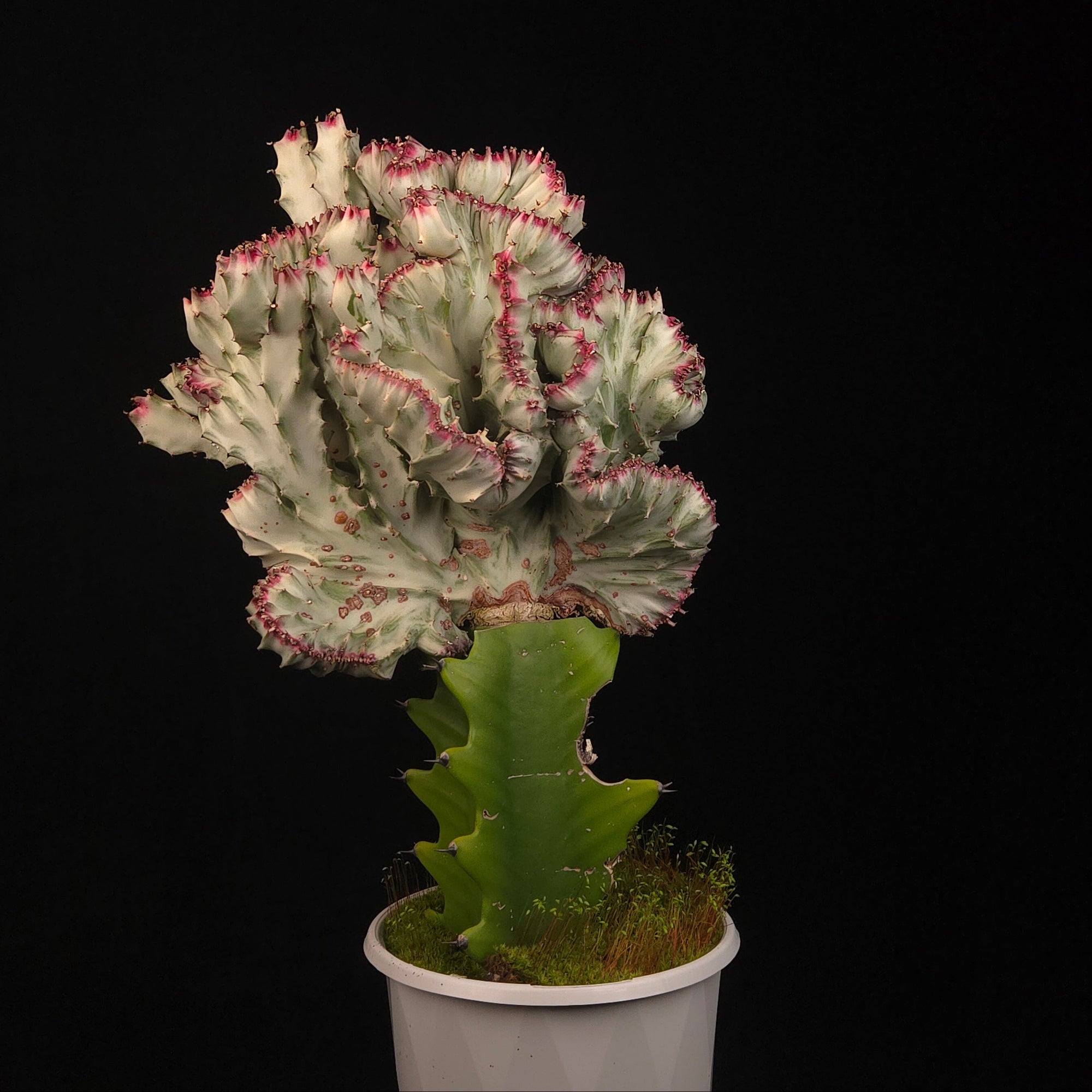 Euphorbia lactea Cristata Variegata Plant A with broad pink cream crest