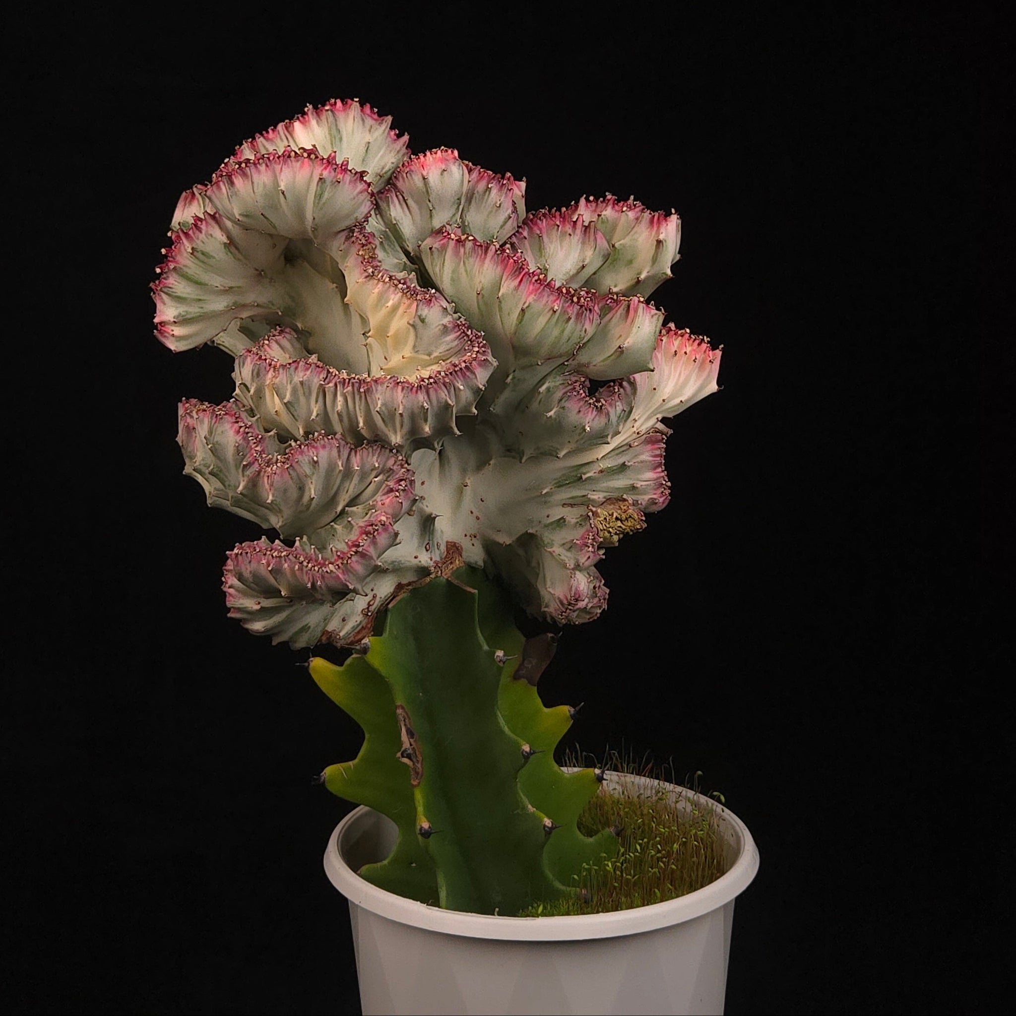 Euphorbia lactea Cristata Variegata Plant B with compact variegated crest