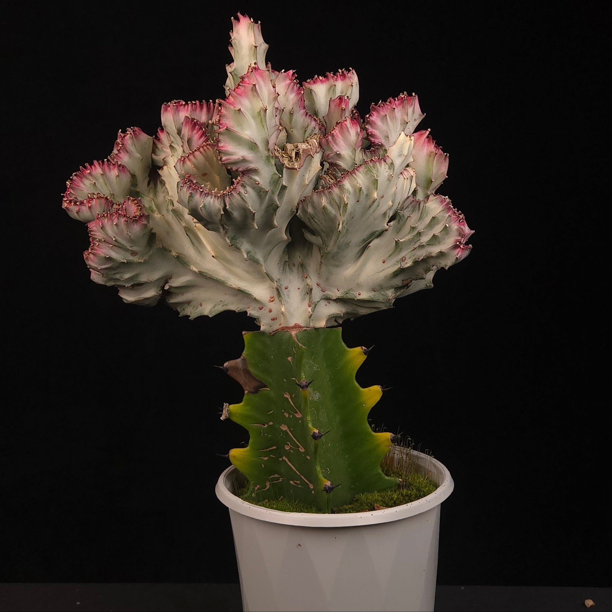 Euphorbia lactea Cristata Variegata Plant C with branching pink cream crest