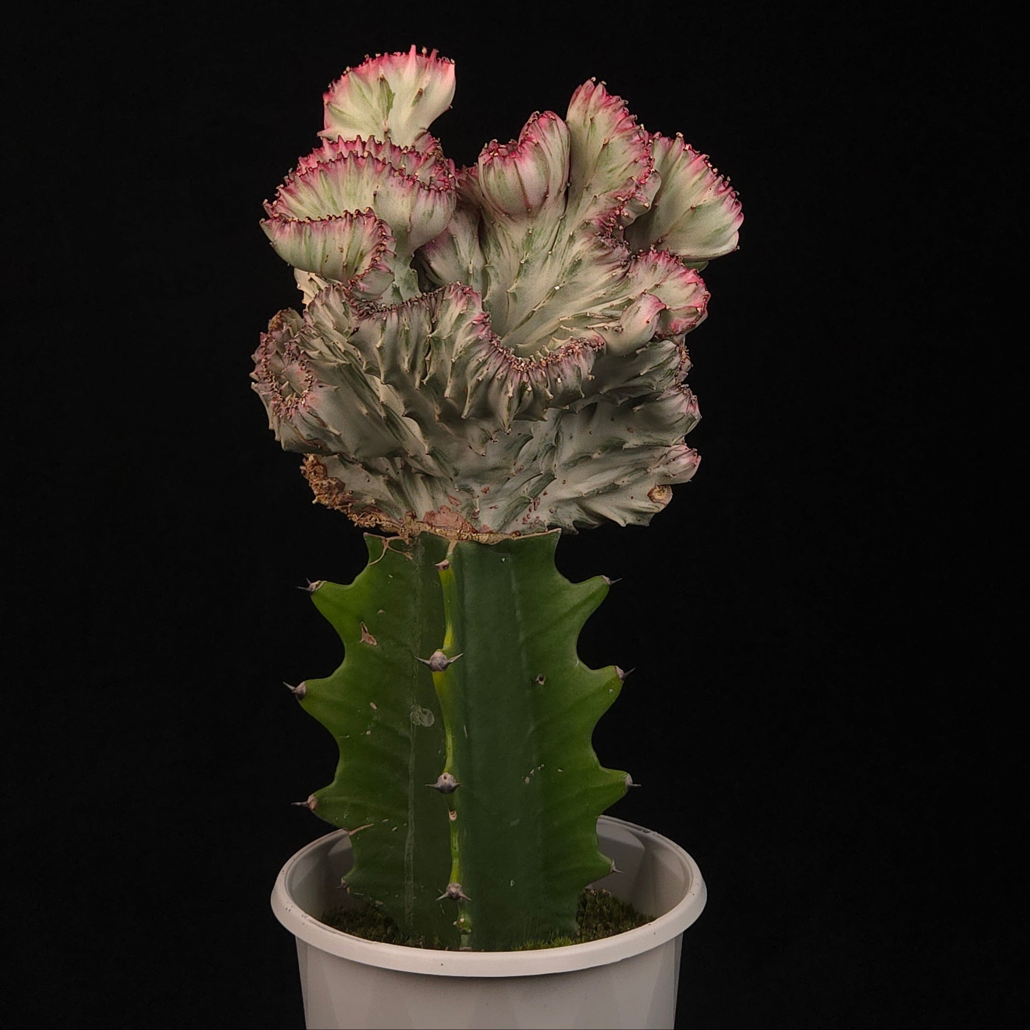 Euphorbia lactea Cristata Variegata Plant D with upright variegated crest